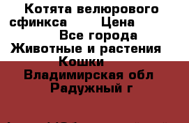 Котята велюрового сфинкса. .. › Цена ­ 15 000 - Все города Животные и растения » Кошки   . Владимирская обл.,Радужный г.